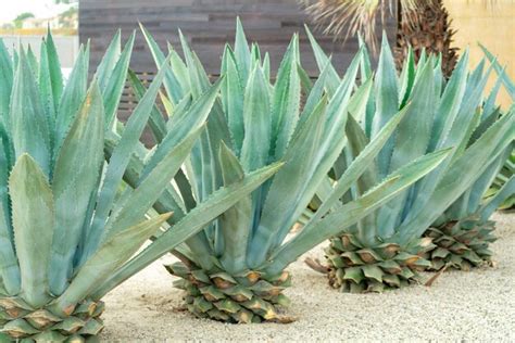 Premium Photo Closeup Shot Of Agave Nectar Plant