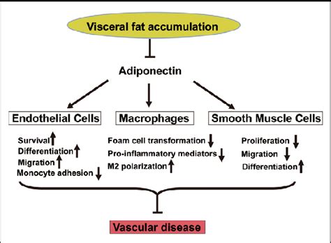 Protective functions of adiponectin in obesityrelated vascular disease ...