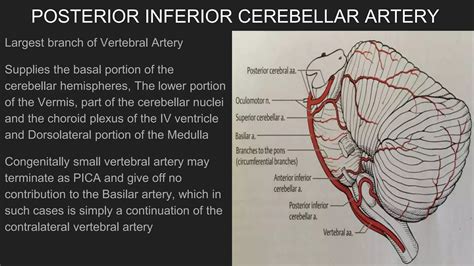 Cerebrovascular Anatomy PPT