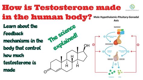 How Is Testosterone Made In The Body YouTube