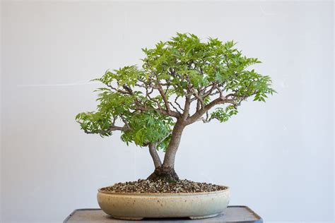 A dwarf wisteria bonsai - Bonsai Tonight