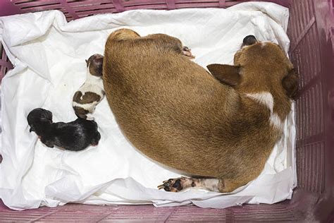 30 Dog C Section Stock Photos Pictures And Royalty Free Images Istock