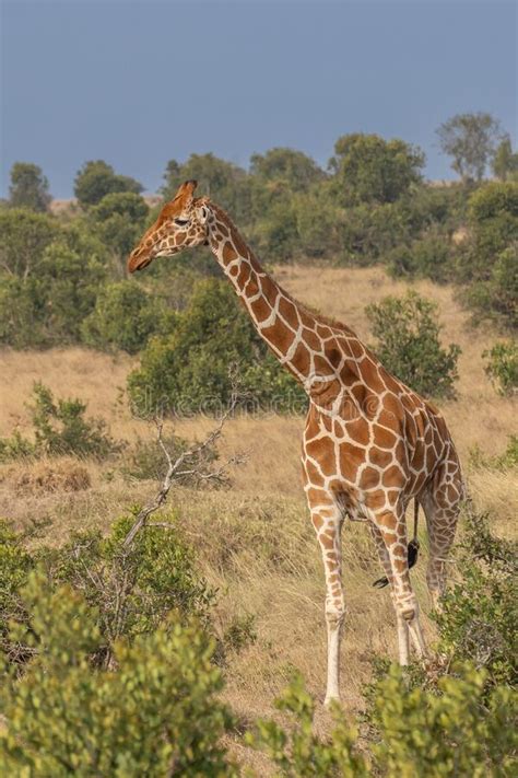 Giraffe In Front Amboseli National Park Kenya Masai Mara Giraffa