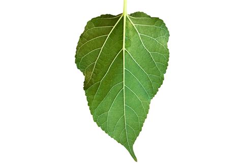 Isolated Front And Back Mulberry Leaf With Clipping Paths