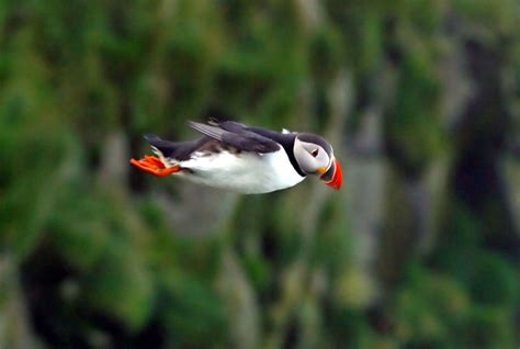 The Atlantic Puffin Fratercula Arctica Nicknamed The Sea Parrot