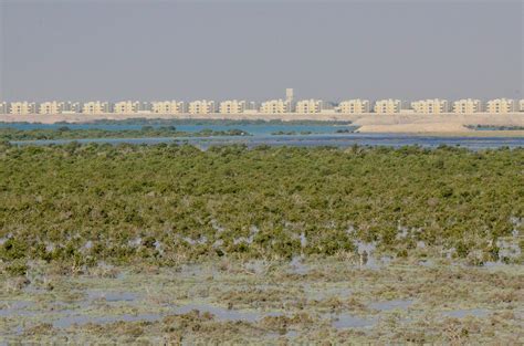 Doha Mangroves Cifor Knowledge