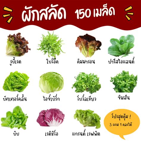 เมล็ดผักสลัดรวม ซื้อ 5 แถม 1 เมล็ดผักไฮโดร เมล็ดผักต่างๆ เมล็ด ผักสลัด