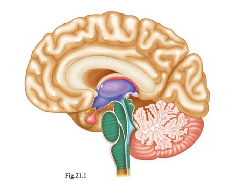 Major Regions of the Brain Quiz