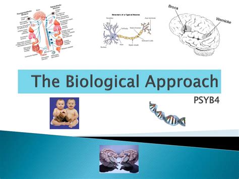 Ppt The Biological Approach Powerpoint Presentation Free Download