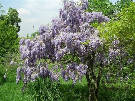 Glicine Domande E Risposte Fiori Caratteristiche Del Glicine