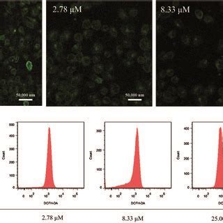 Effect Of Compound 16 On The Intracellular ROS Level Of T BHP Induced