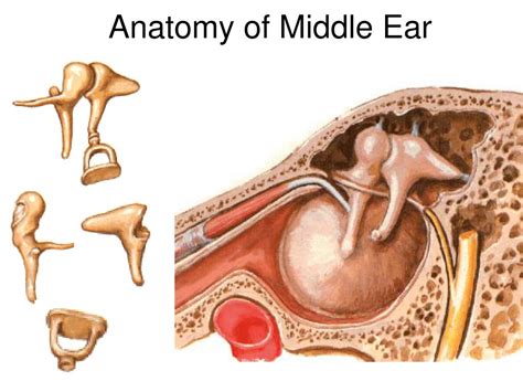 Ppt Anatomy And Physiology Of The External Ear Middle Ear And Inner