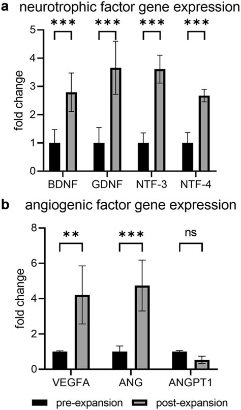 Neurotrophic And Angiogenic Factor Gene Expression Gene Expression