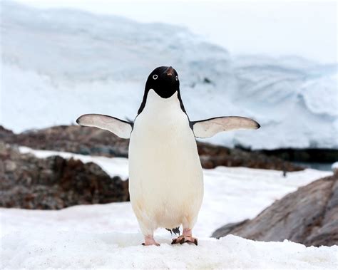 Penguin Facts, Types, Habitat, Diet, Adaptations, Pictures