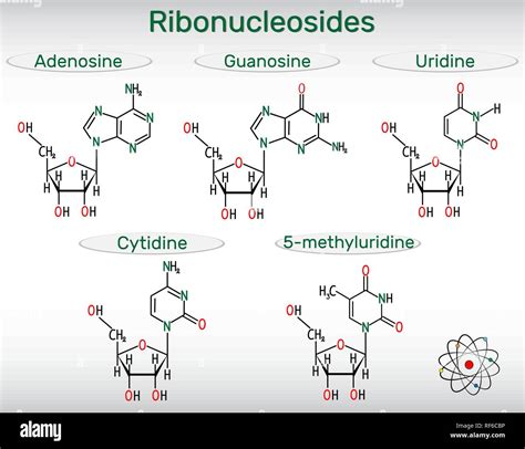 Ribonucleosides (adenosine, guanosine, cytidine, uridine, 5 ...