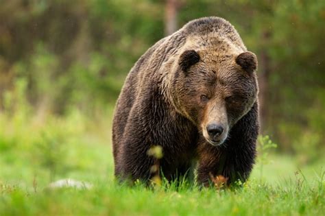 Mâle ours brun menaçant s approchant de la vue de face sur le pré dans