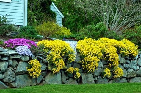 Basket Of Gold Alyssum Aurinia Saxatilis Desert Landscaping Landscaping With Rocks Rock