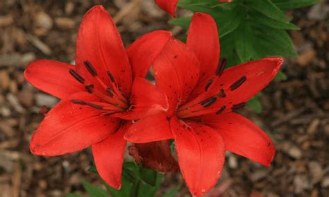 Tiger Lily: How To Grow & Care For Lilium Lancifolium | Epic Gardening