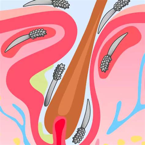 Lash Mites: All Truths About Eyelash Mites