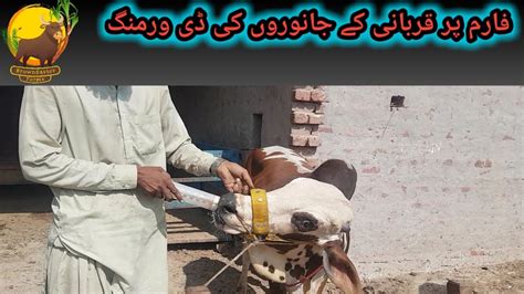 Deworming of cattle farm animals for Qurbani 2022 ڈی ورمنگ کیسے کریں