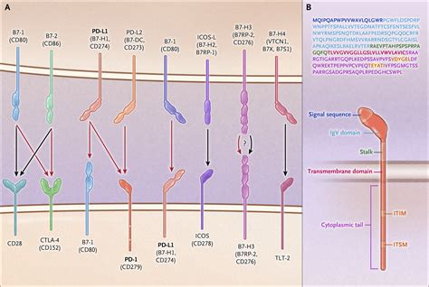 Molecular And Biochemical Aspects Of The PD 1 Checkpoint Pathway NEJM