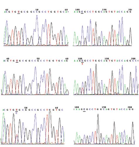 Representative Findings From Sanger Sequencing Of Apolipoprotein E Download Scientific Diagram