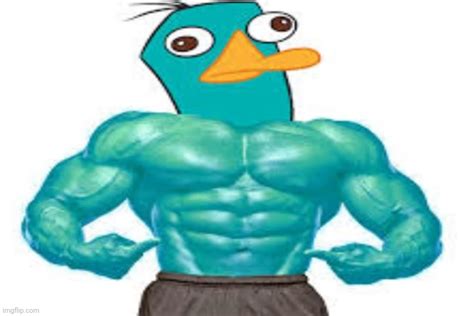 A Buff Platypus Perry The Buff Platypus Imgflip