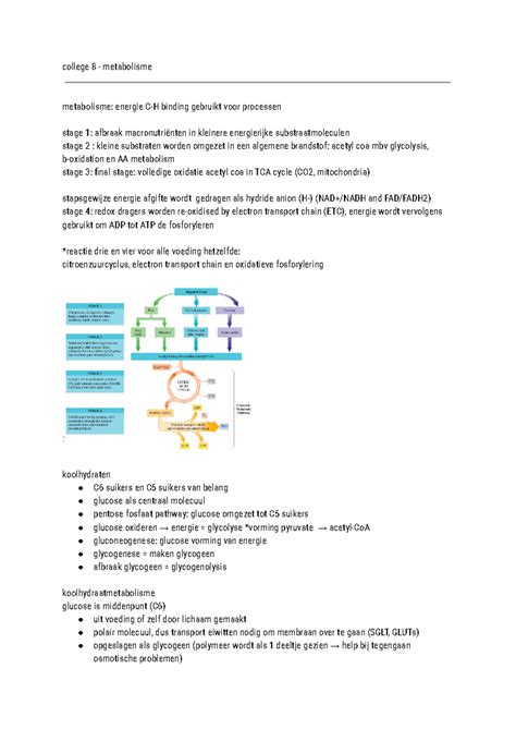 College 8 Metabolisme College 8 Metabolisme Metabolisme Energie