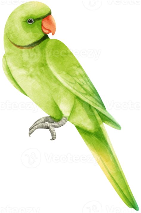 Watercolor Parakeet Parrot Bird Illustration 9373309 PNG