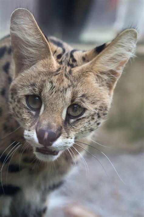 Serval Y X Serval X De Leptailurus Imagen De Archivo Imagen De