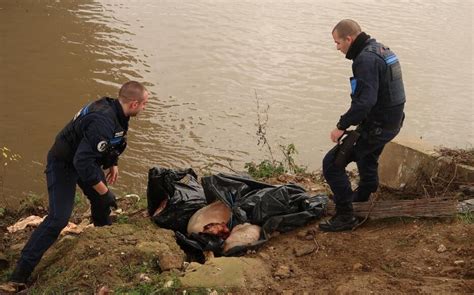 Yvelines Un Corps De Bovin D Coup Et Emball Retrouv Dans La Seine