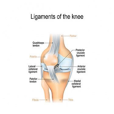 Posterior Cruciate Ligament PCL Injuries Harvard Health