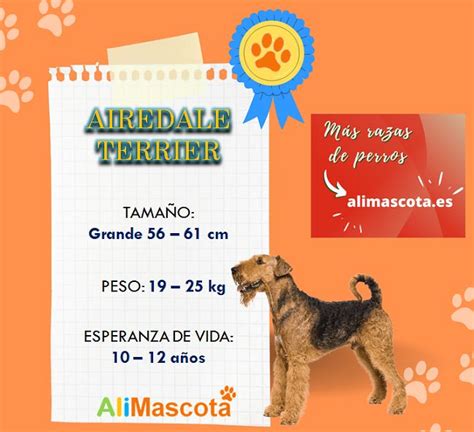 Todo Lo Que Debes Saber Sobre El Airedale Terrier Alimascota Es