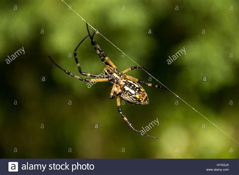 Spider Spinnerets Stock Photos And Spider Spinnerets Stock Images Alamy