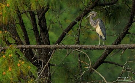 White Bellied Heron Ardea Insignis Videos Photos And Sound