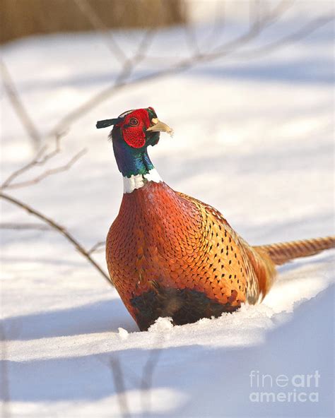 Deep Snow Pheasant Photograph By Timothy Flanigan Fine Art America