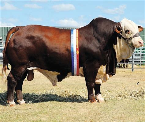 Braford Cattle Bulls Cows Calves Cattle Farming