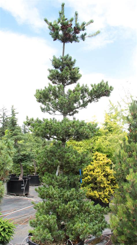 Pinus Parviflora Aoba Jo Japanese White Pine Conifer Kingdom