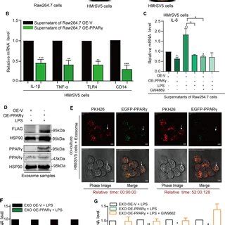 LPS Promotes Inflammatory Responses And The Expression Of Exosomal