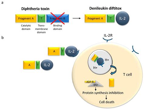 Toxins Free Full Text Bacterial Toxins For Cancer Therapy