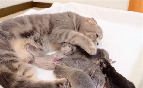 子猫が鳴くとやって来て、落ち着かせようとする母猫。愛情いっぱいの姿に心がポカポカ温まる ´ｪ`♡ エウレカ！