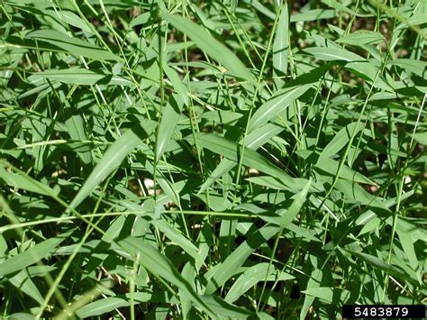 Japanese Stiltgrass Microstegium Vimineum