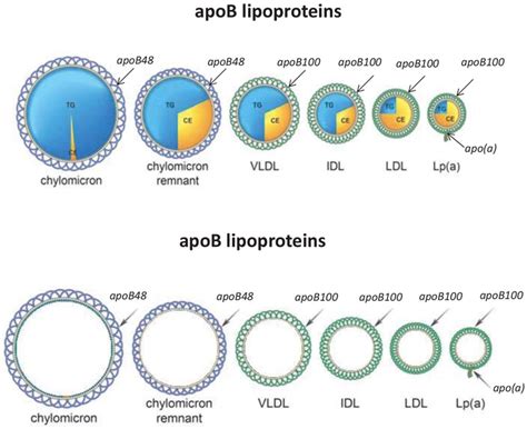 Apolipoprotein An Overview ScienceDirect Topics, 59% OFF