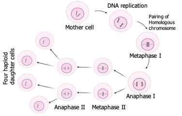 Draw diagrams of mitosis and meiosis with two chromosomes. | Homework.Study.com