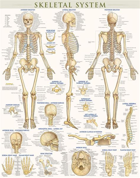 Skeletal System Poster Laminated 9781423220671 Skeletal System Anatomy Human Skeletal