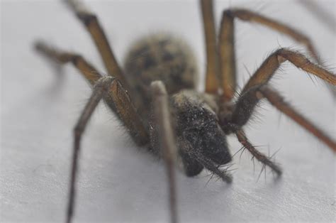 What Attracts Spiders In Your Home Fantastic Pest Control