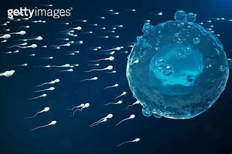 Sperm And Egg Cell Ovum Native And Natural Fertilization Close Up