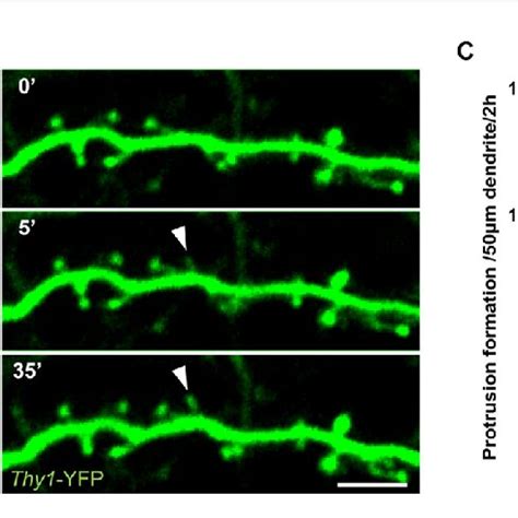 Deletion Of Microglial Bdnf Does Not Affect Protrusion Formation A