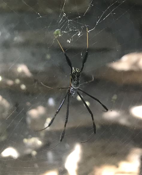 Hairy Golden Orb Weaving Spider From Swellendam WC ZA On February 18