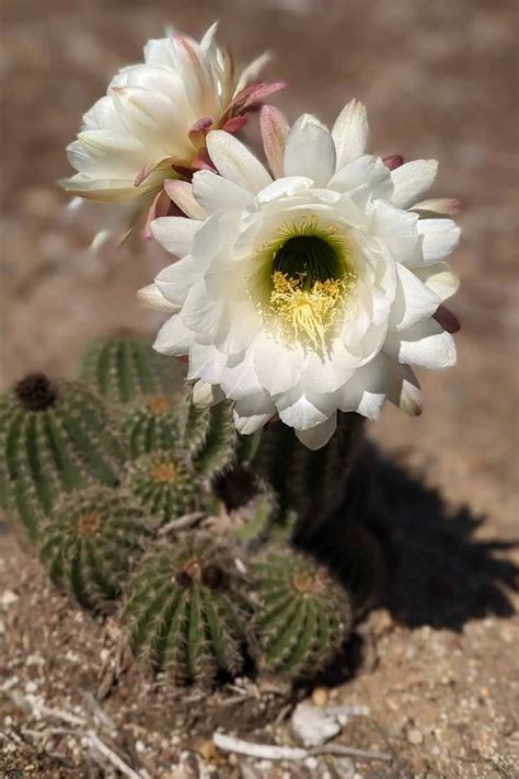 Exploring Cactus Roots: An Important Part Of Their Survival In The ...